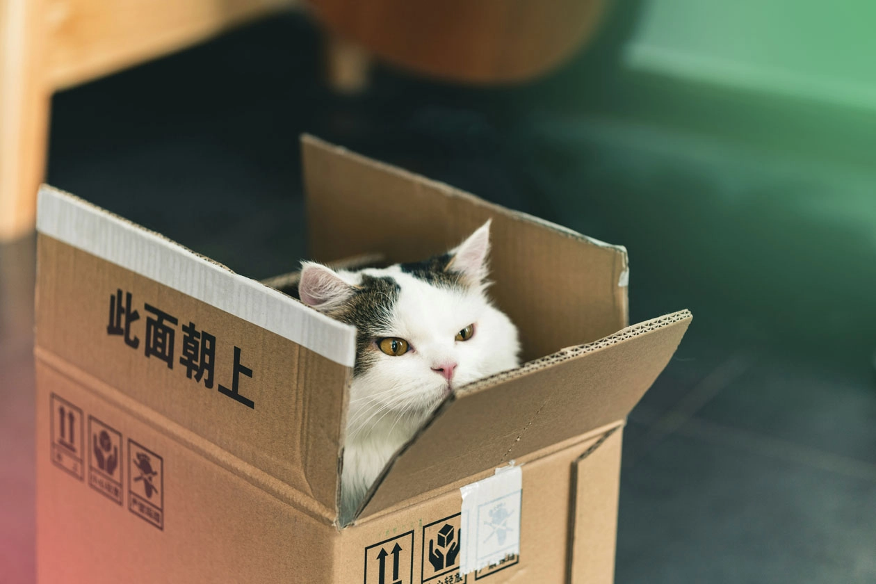 Cat in cardboard box